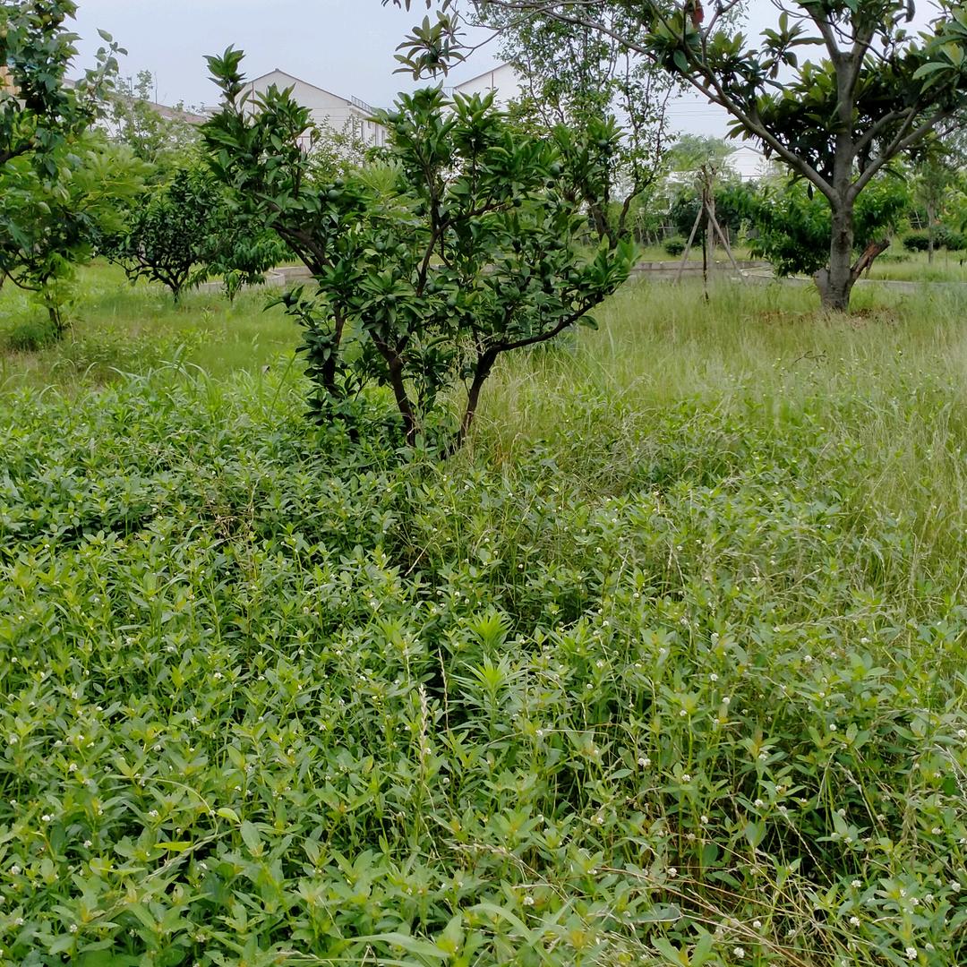 花花，庄园很漂亮，雅致