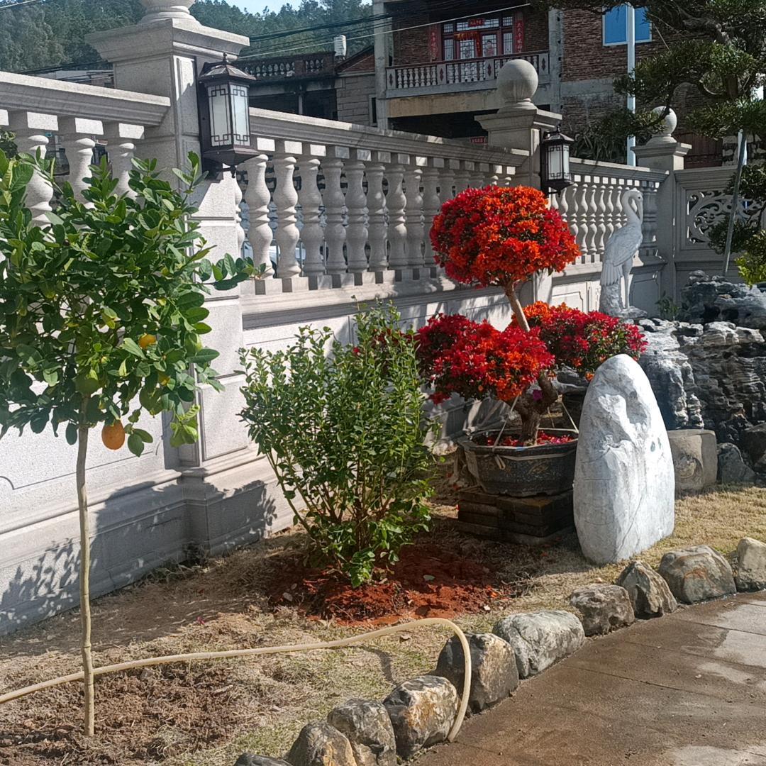 玫瑰🌹：姐菊花：妹姐妹二人