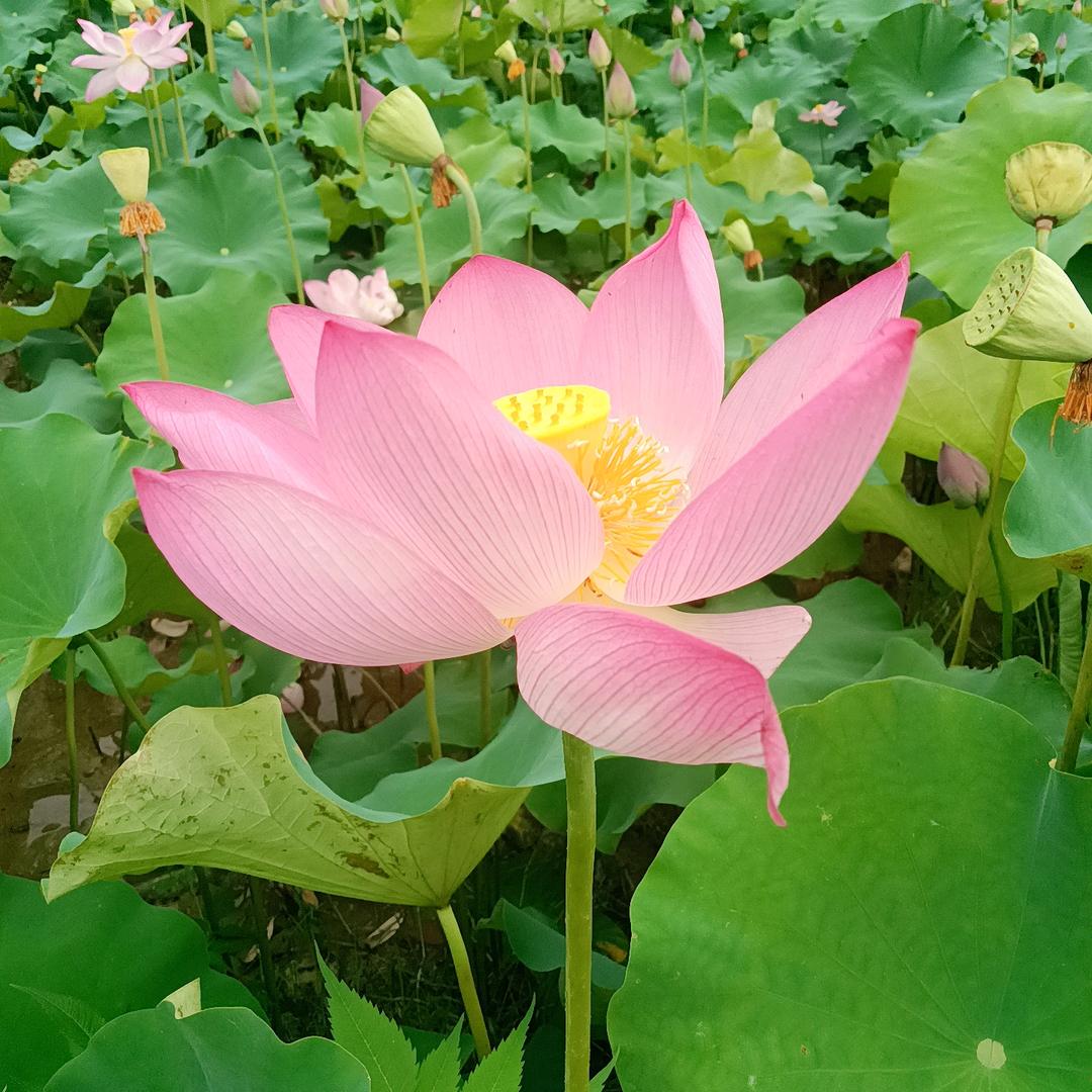 🦋ꦿ໊余生᭄🕊随心᭄ꦿᩚ٭