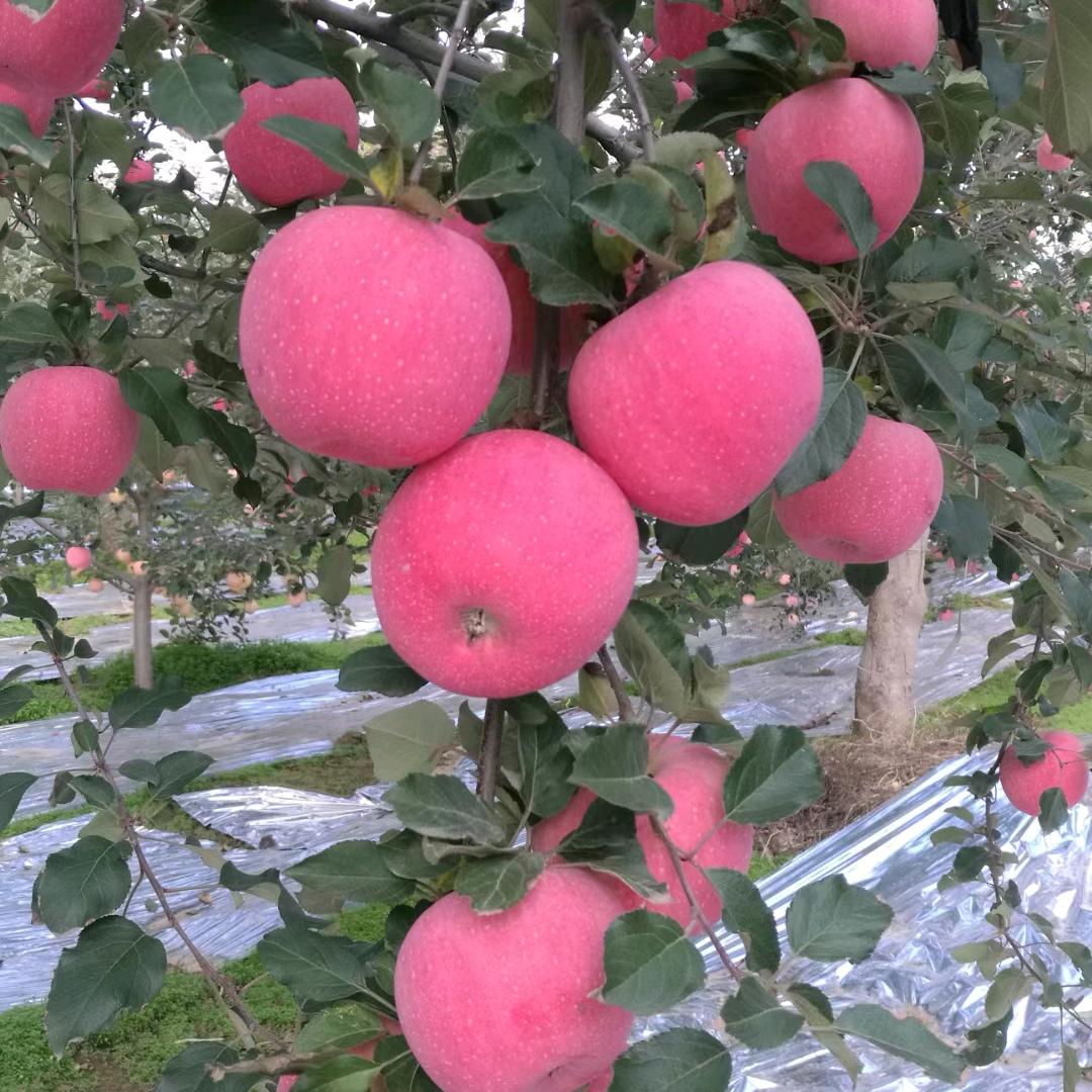 秀秀聊种植