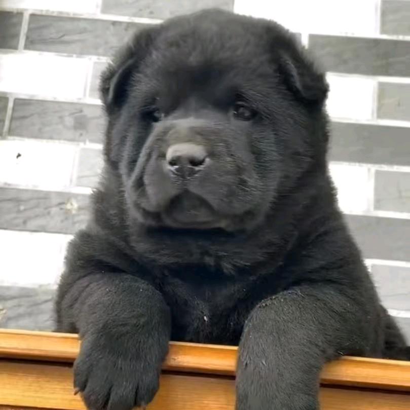 国犬田园（中华田园犬、五黑、黄狗、土松）