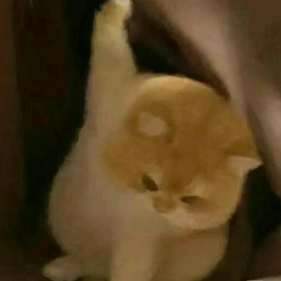 了不起的比尔盖茨雯