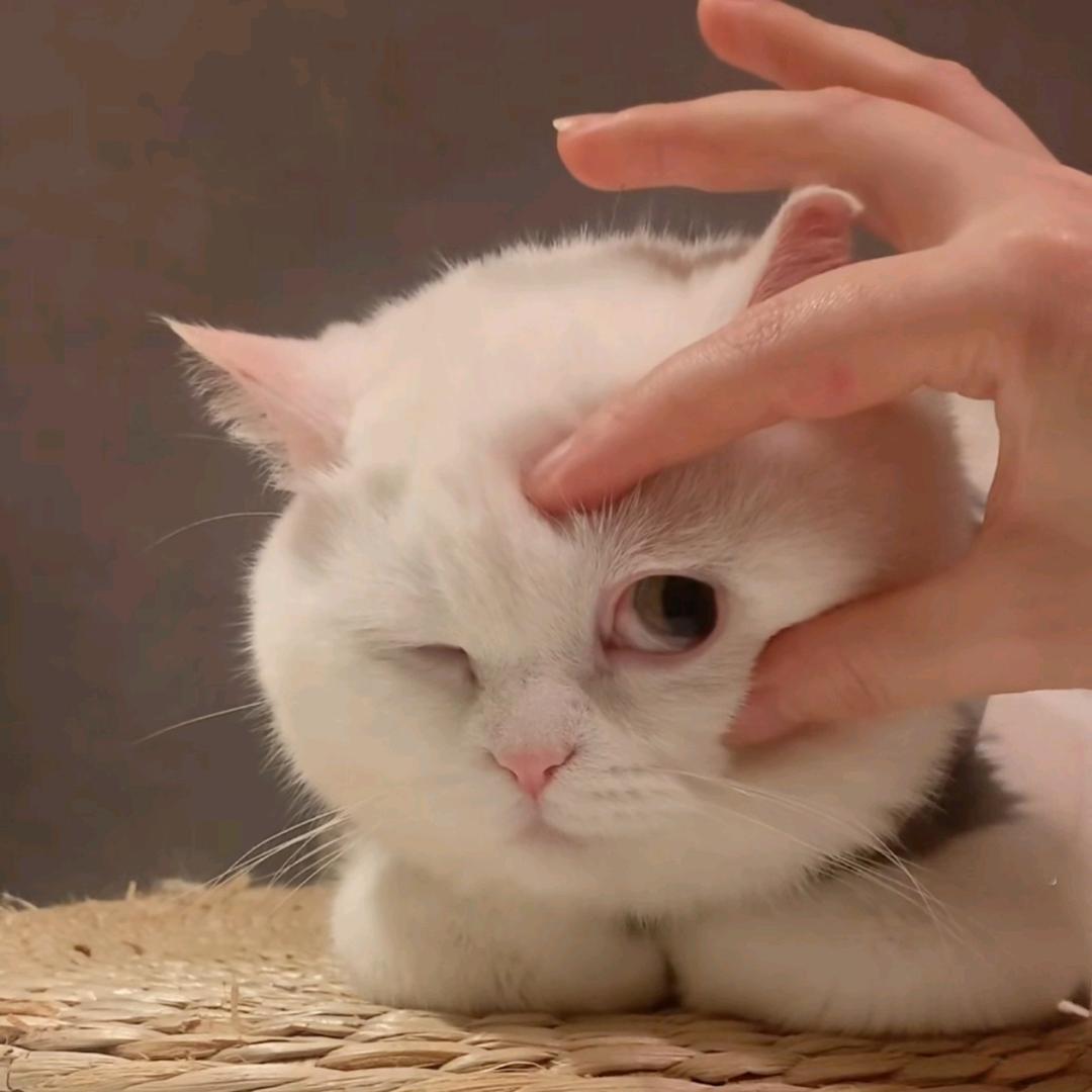 🐑🐏🐐Maurice饺子