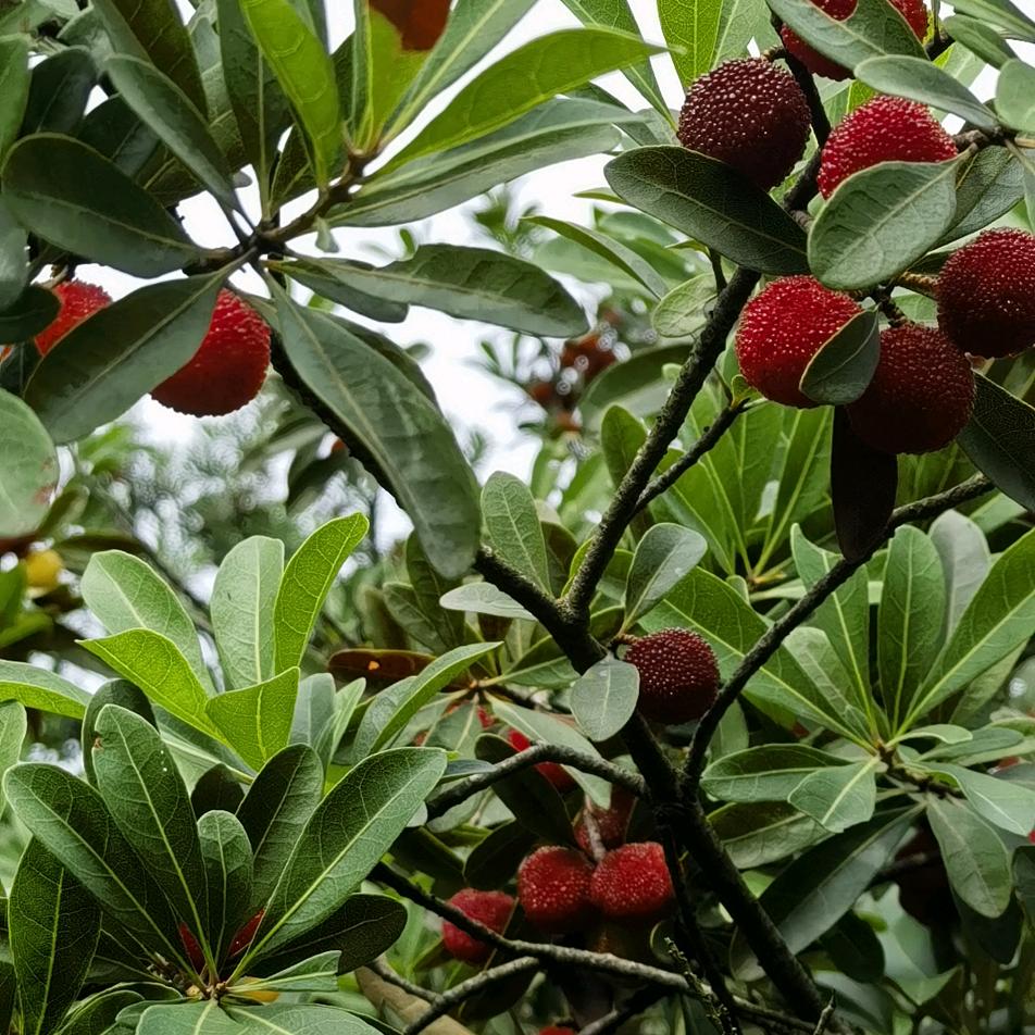 🍏淡定
