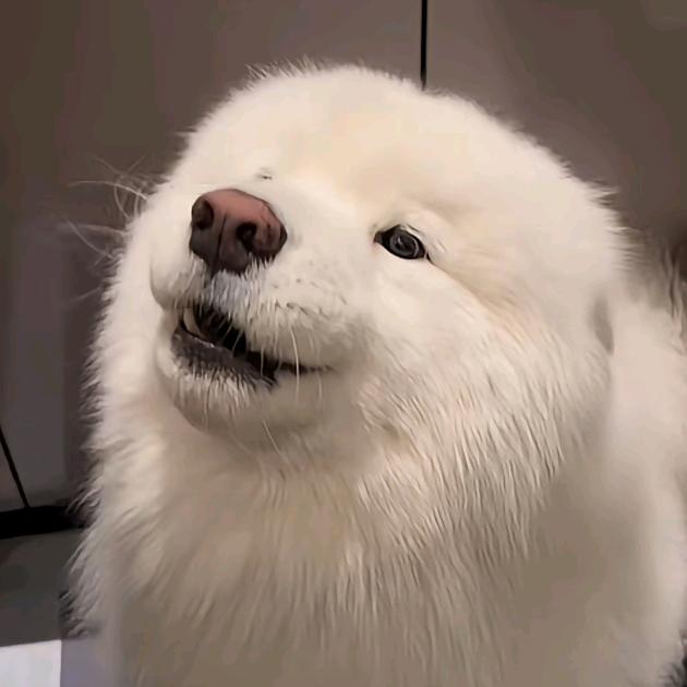 梧桐啊梧桐