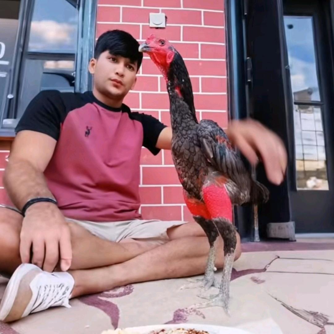 阿哥斗鸡🐓