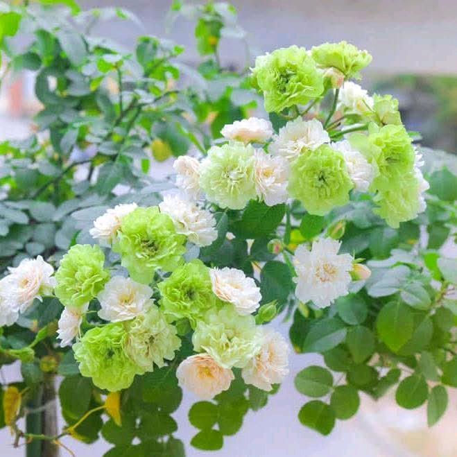 🍀🍀 Bánh  Bao 🍀🍀