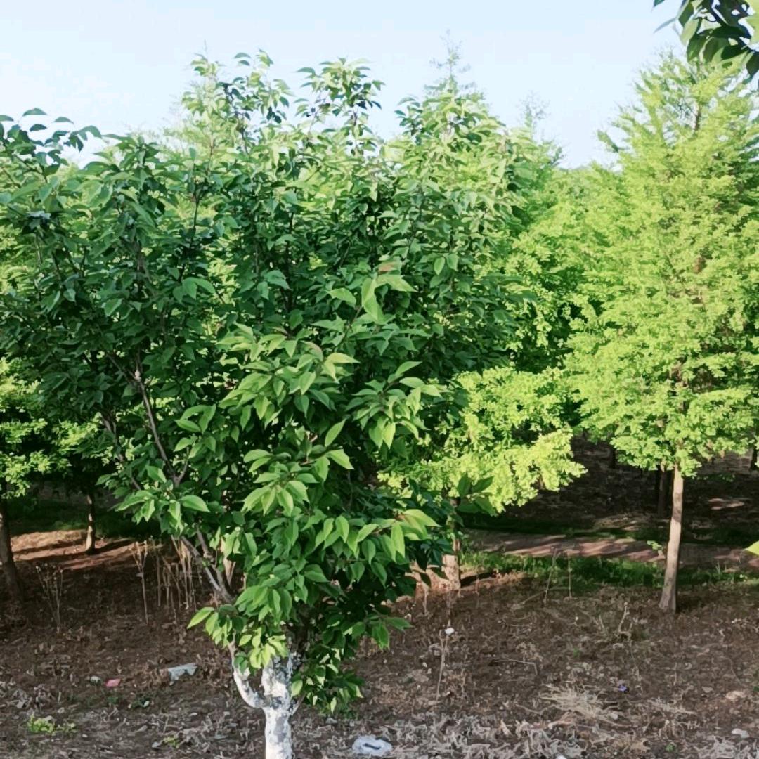 独立生活自由自在