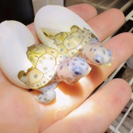 来宝*^_^*多宝