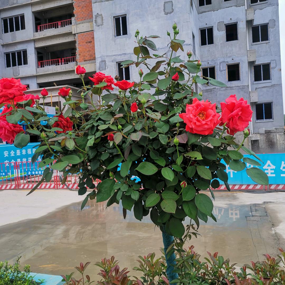 冬去春来🧚‍♂️🧚‍♀️