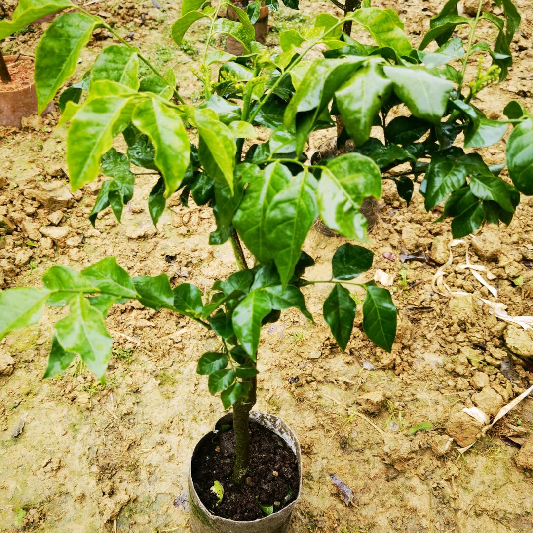 开森见诚果树苗木专营店铺
