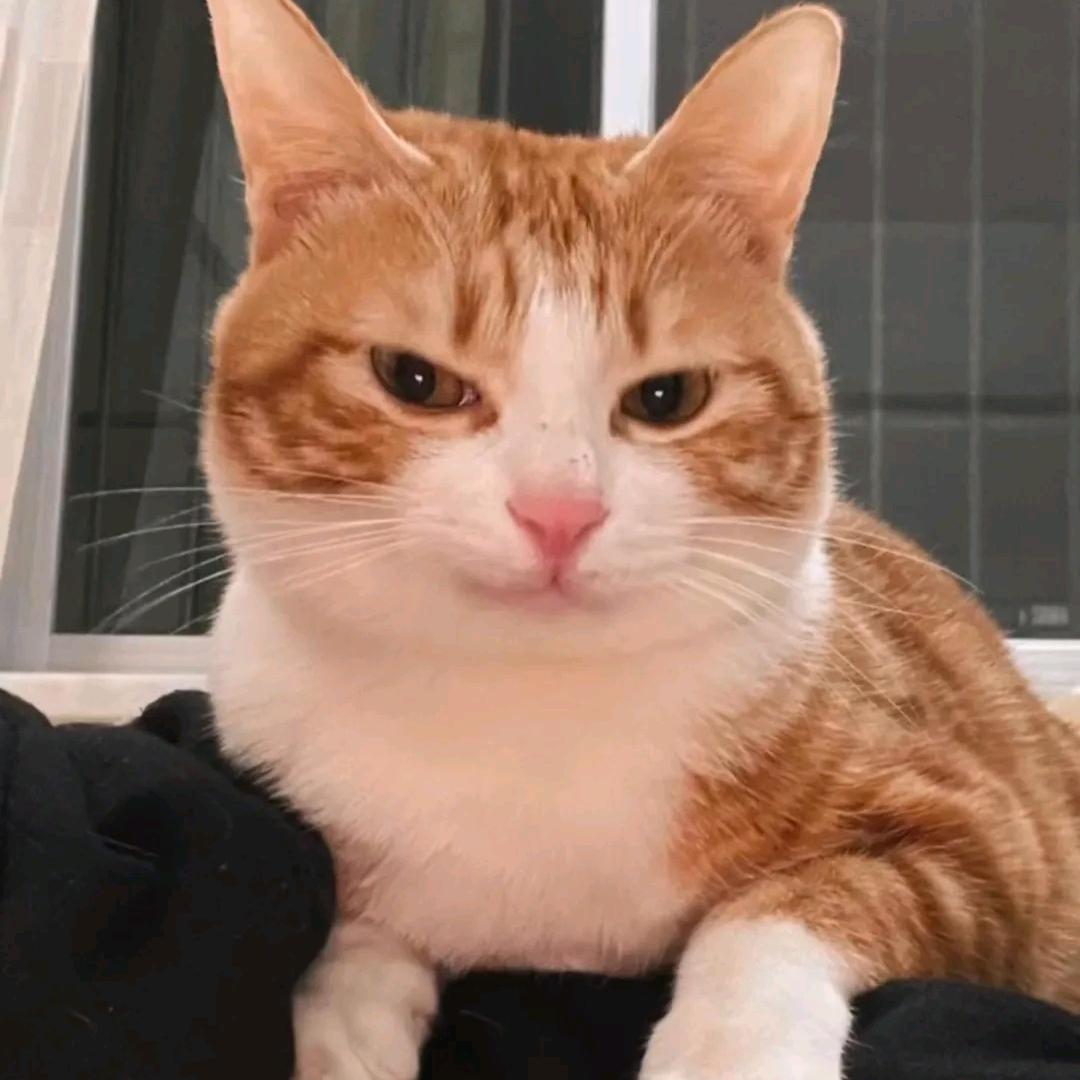 望舒(猫猫教徒)头像