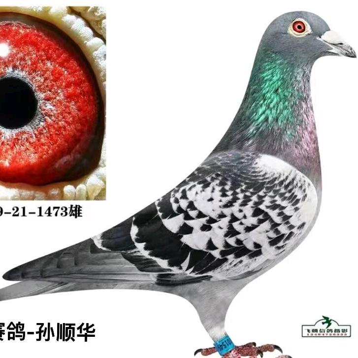 异色鸽成绩鸽精品店