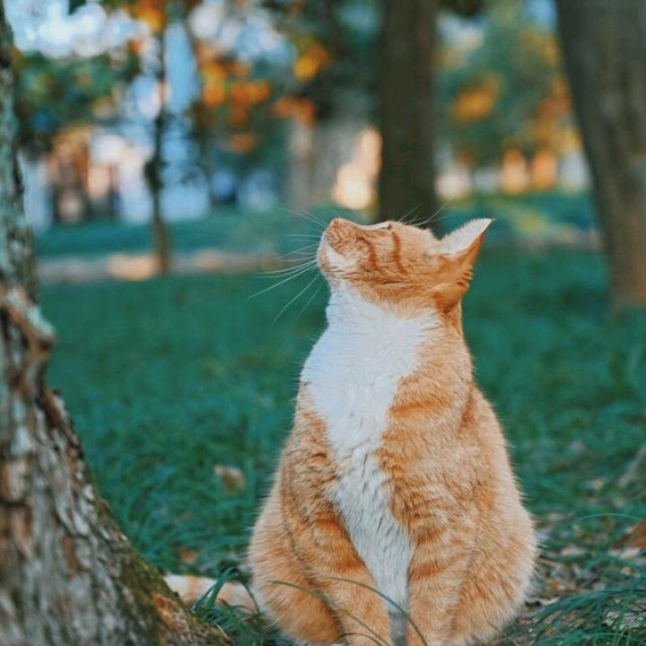 菠萝多蜜