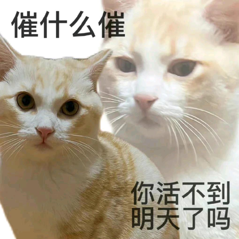 轻语猫