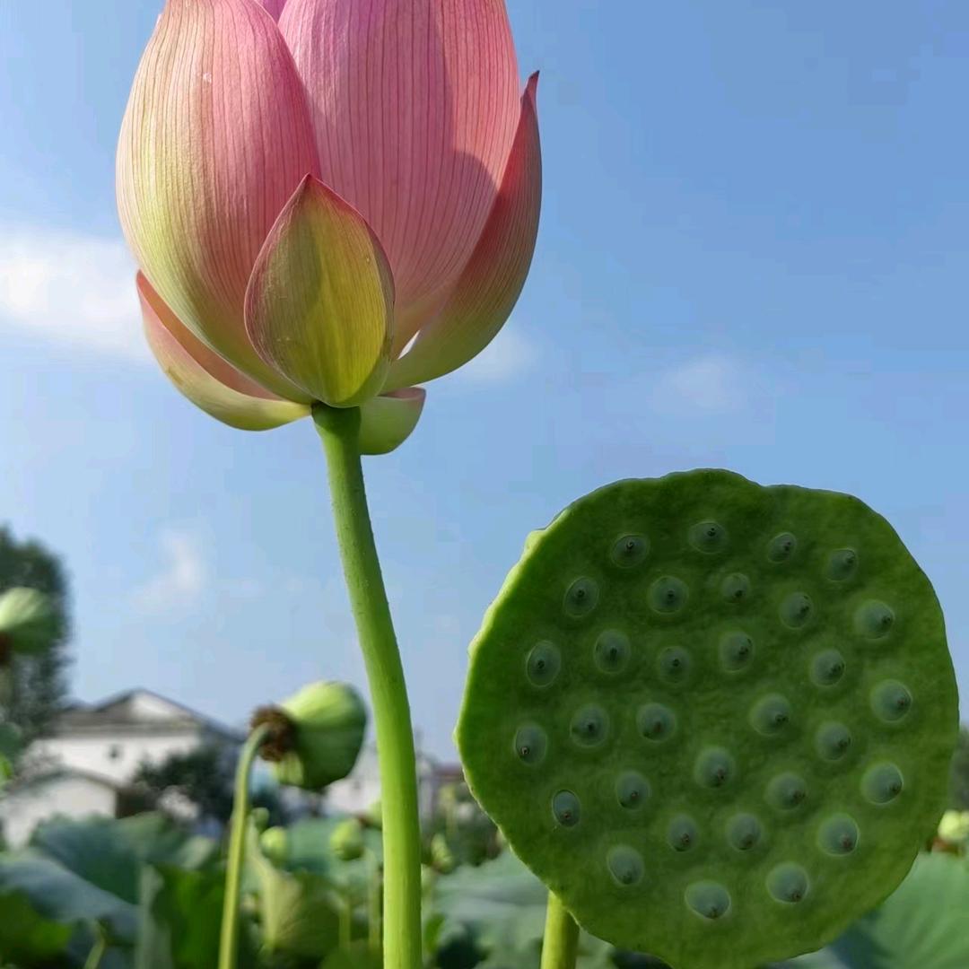 太白莲业〈供太空莲36号纯红花）〉
