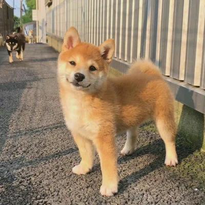 平价好物挖掘机