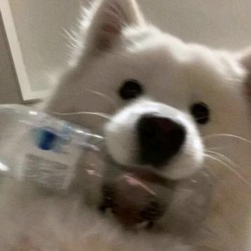 长沙在逃臭豆腐