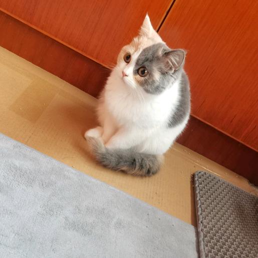 小飞侠——沐言