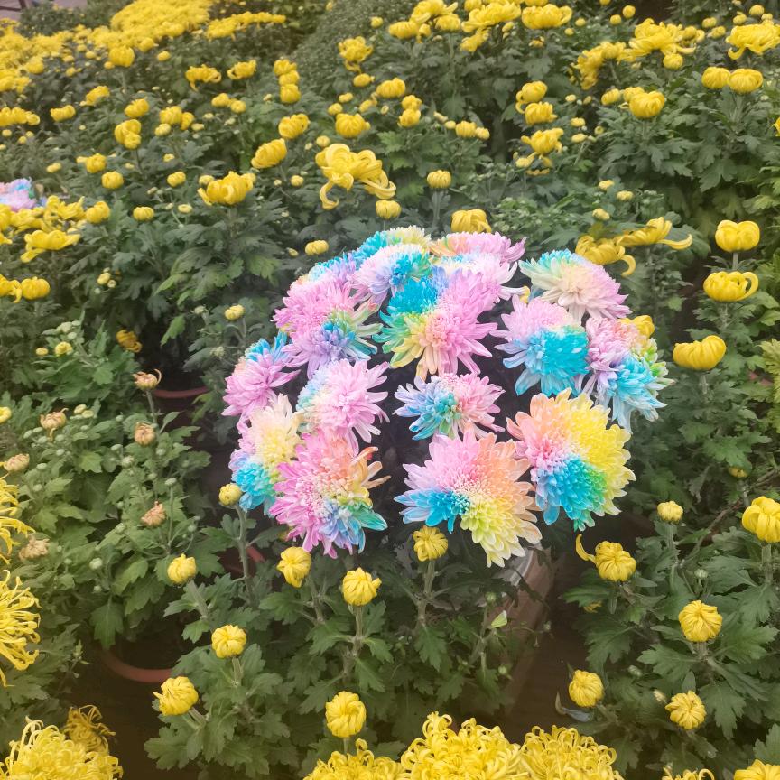 爱拍照的琳琳