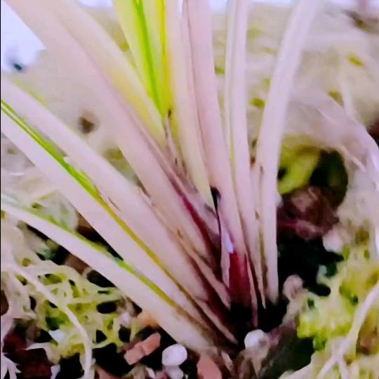 名兰种植园