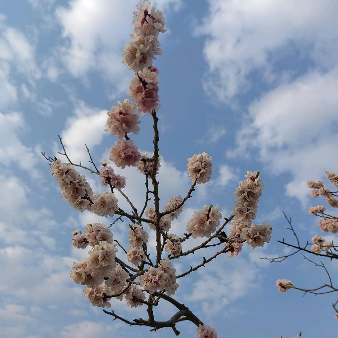 朵朵向阳花