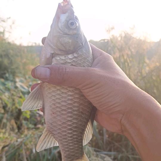 传统野钓爱好者(魏大湿)
