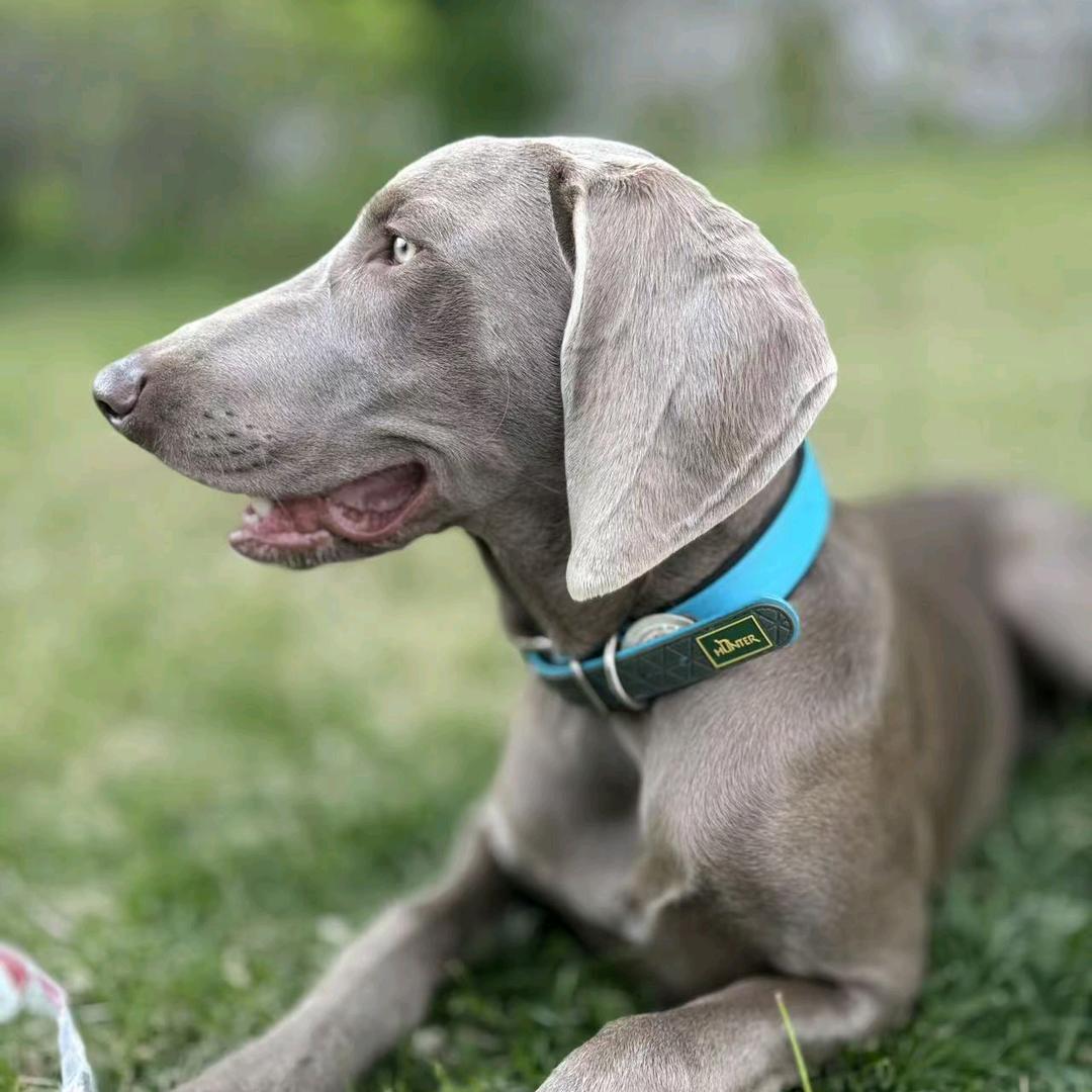 我的护卫犬（德龙）