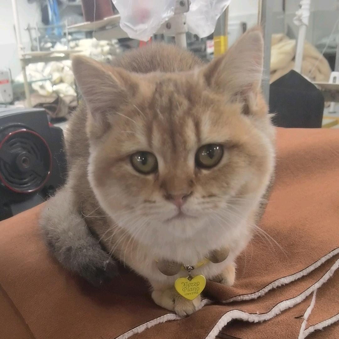 伦哥