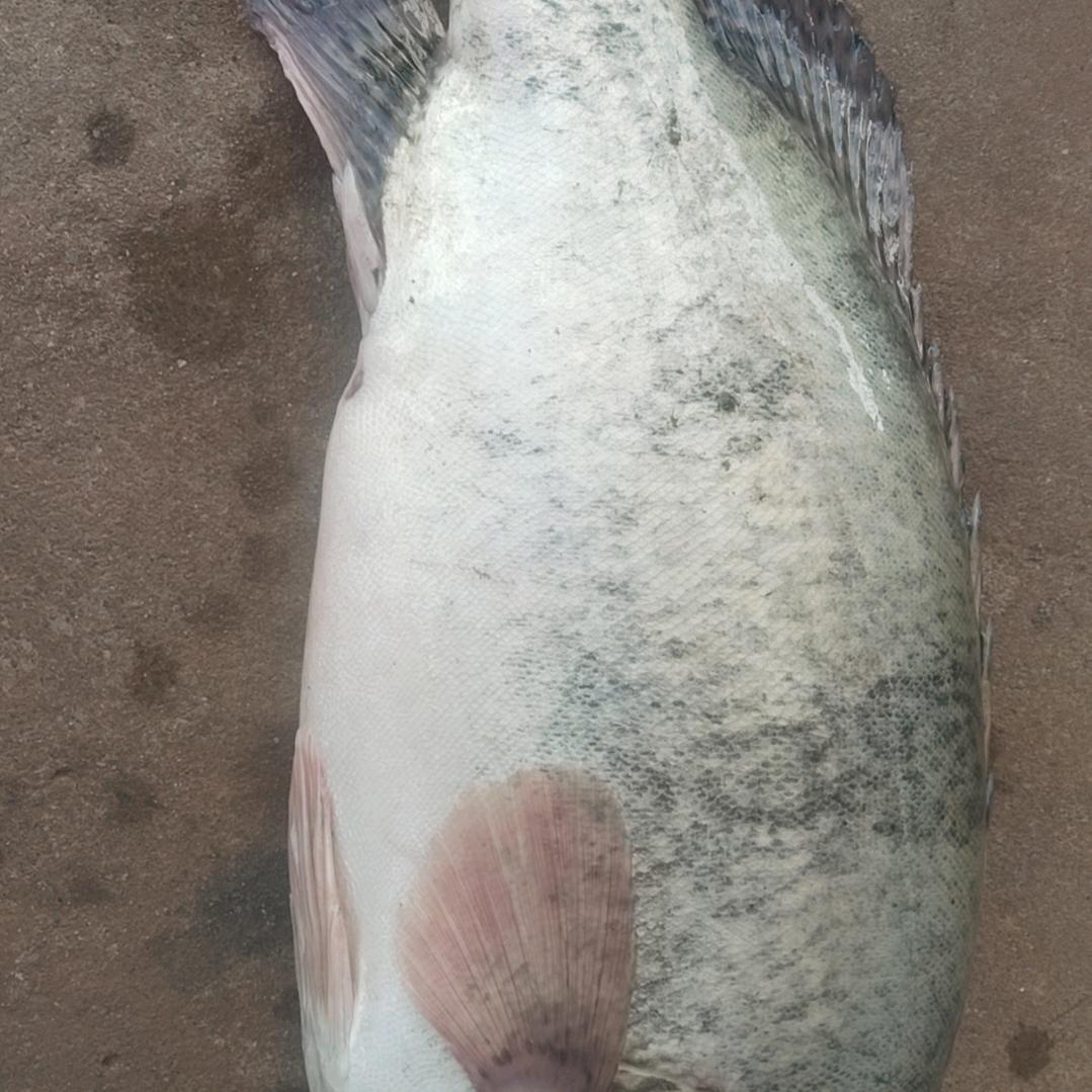 钓到鱼🐟