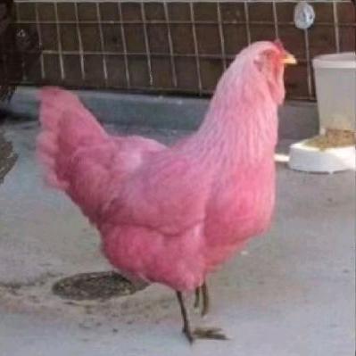 火影大佬（克莱维家画师）