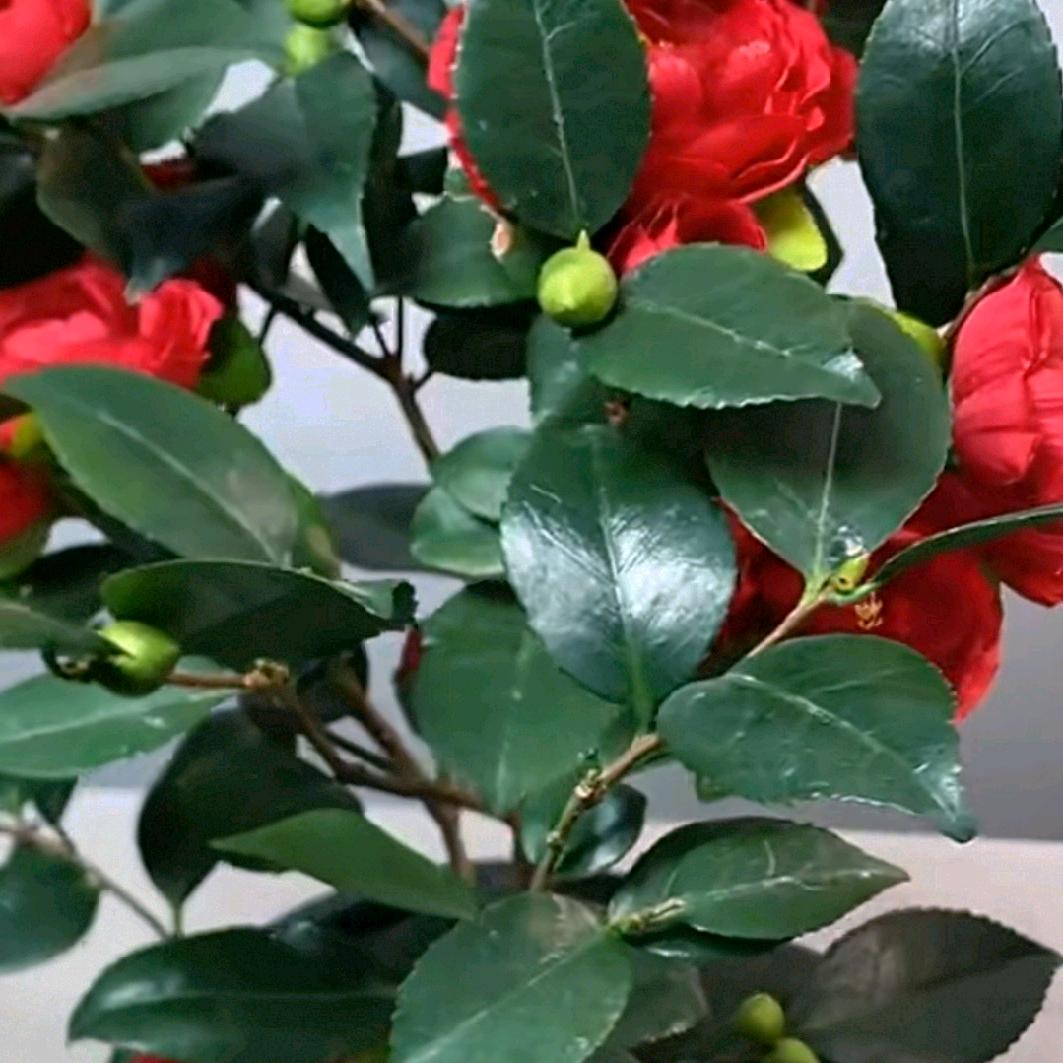 平安是福🌹