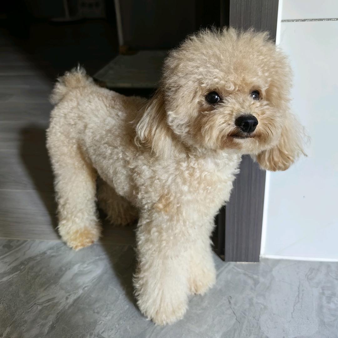 奥迪是只小泰迪