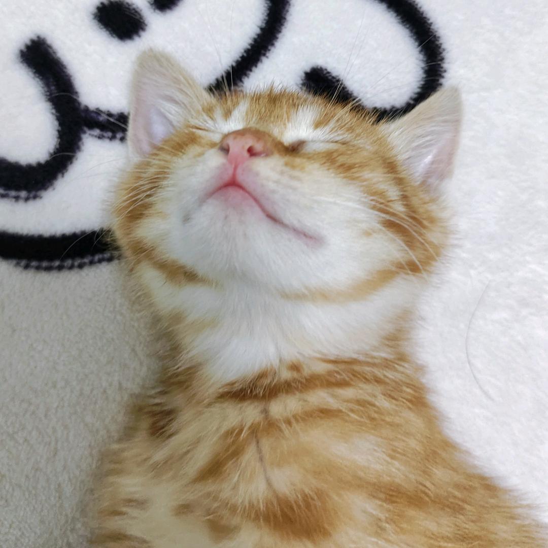 有两根呆毛的大马猴