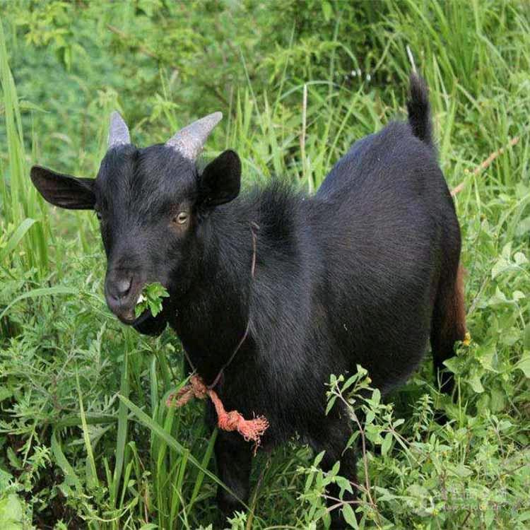 农村养羊人🐑