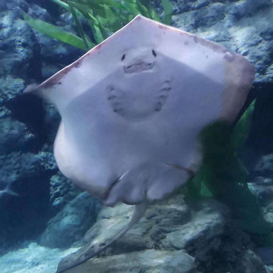 土豆沙拉没有土豆