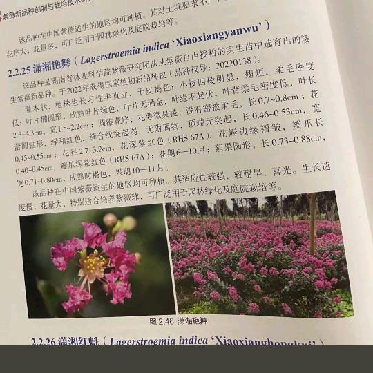 丫丫旅行