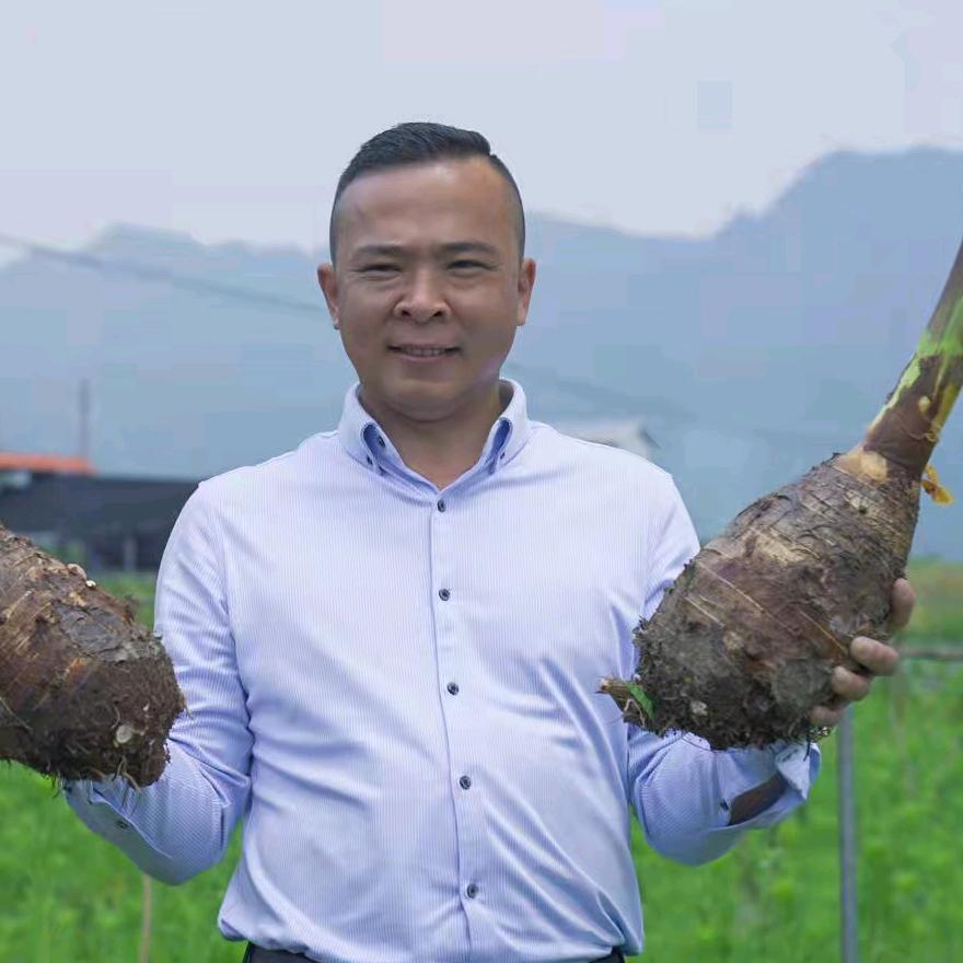 华皓荔浦芋