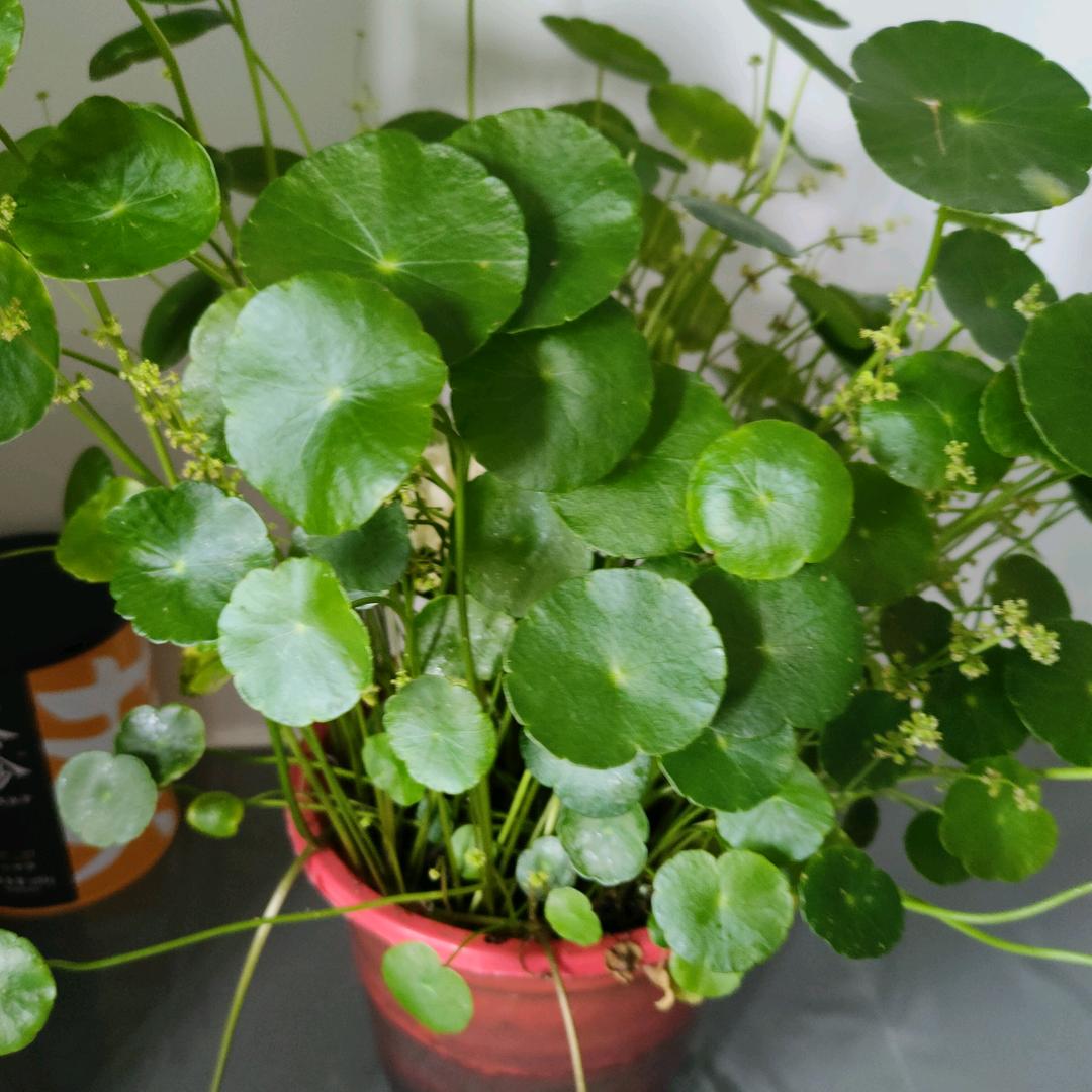 夏天的风