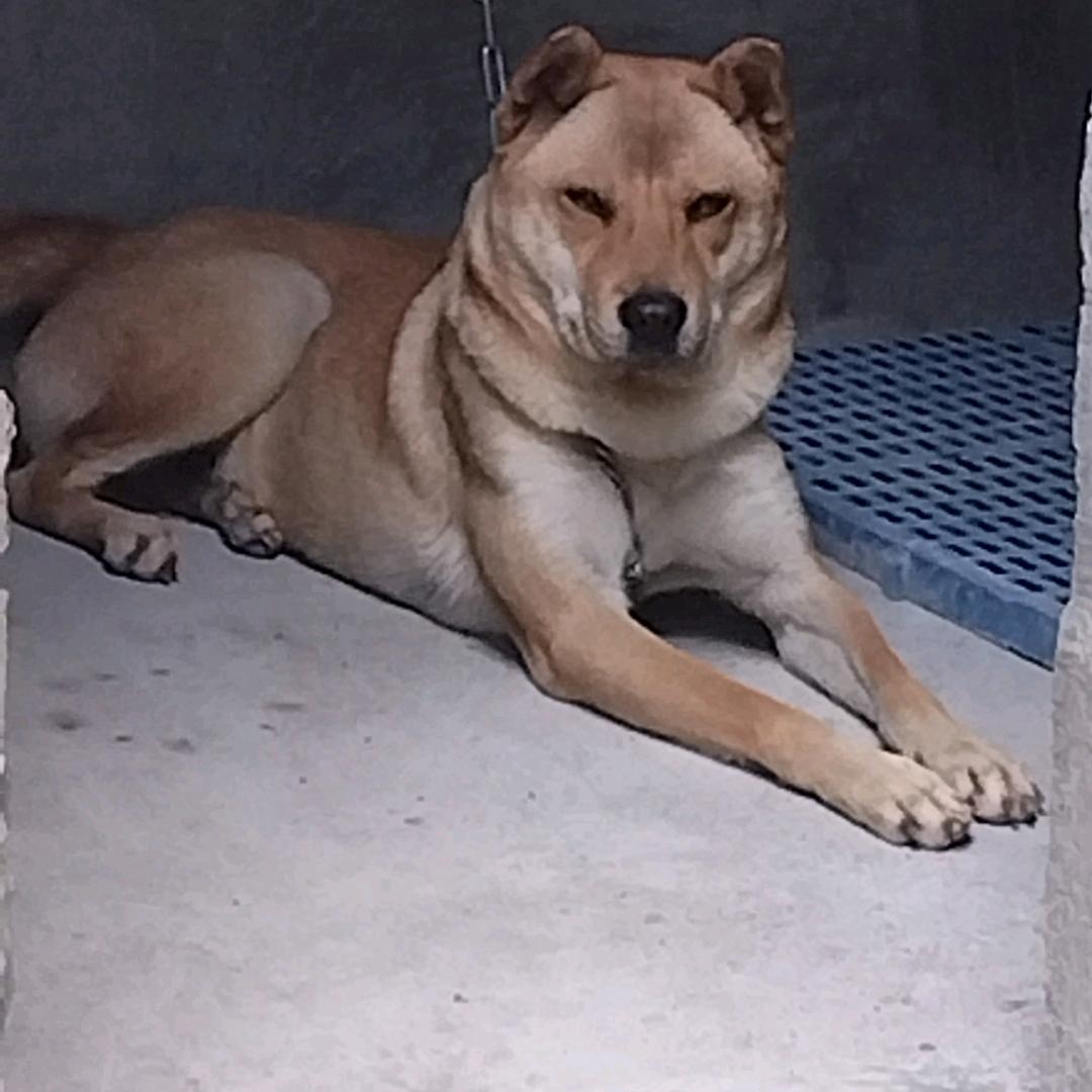 北北爱微笑🐶🦮