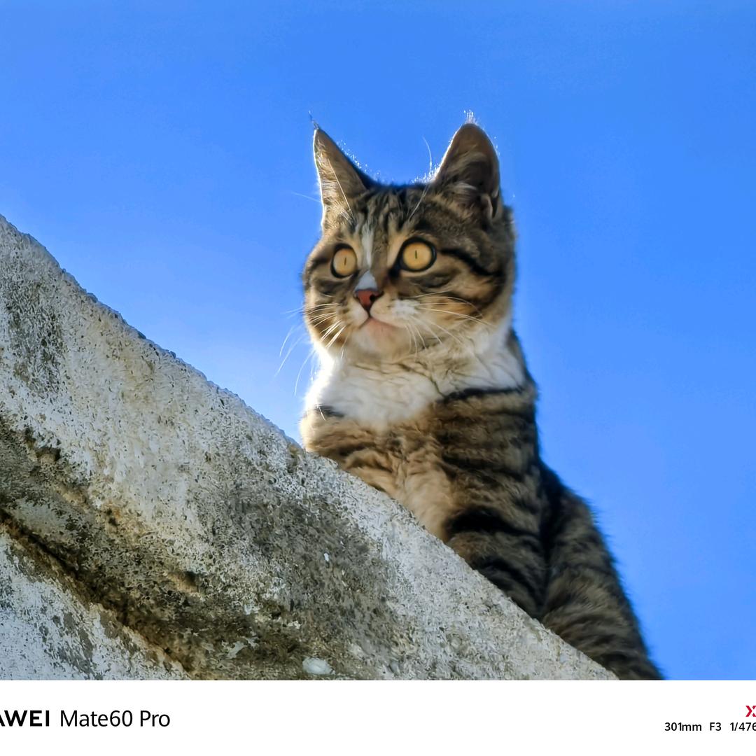 小野猫