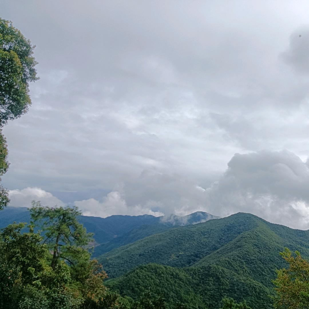 遮放啟源牧业🐂