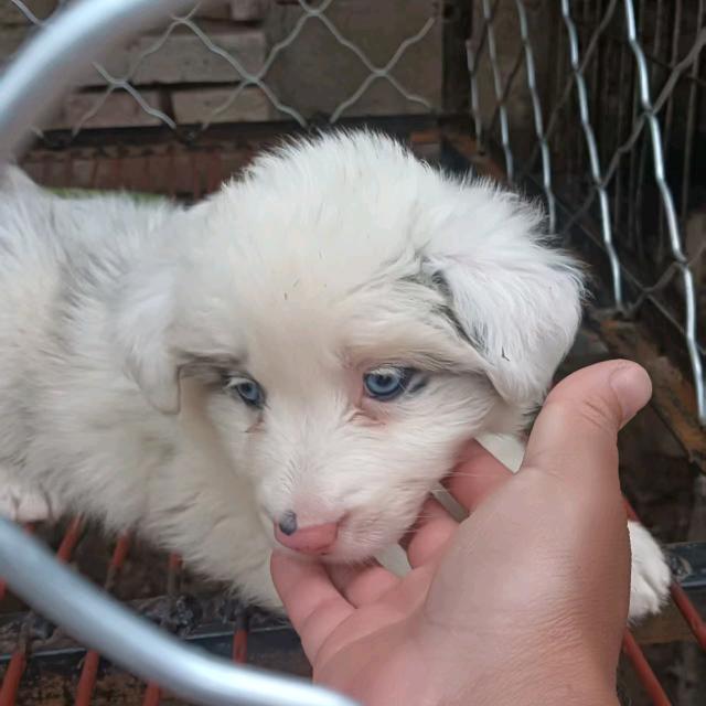 小丽犬舍