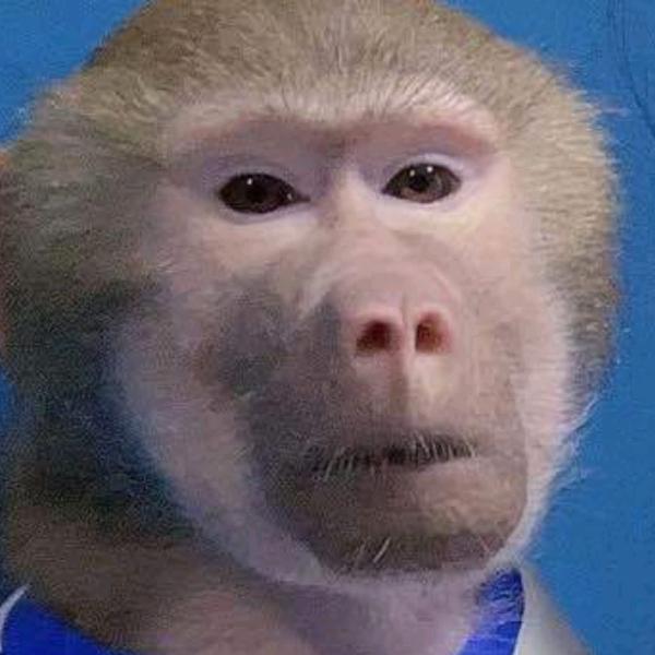 照言(狒狒粉丝)