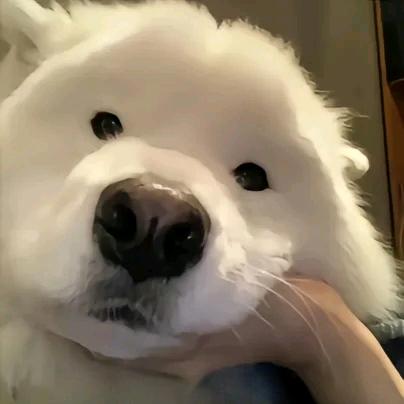 疯狂的小超子