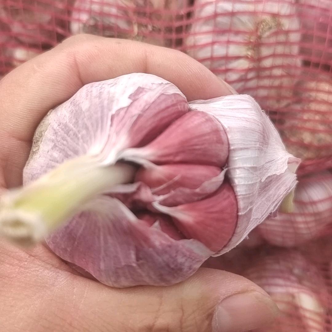 金亿农业