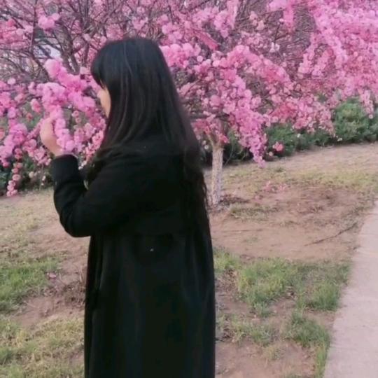 红豆