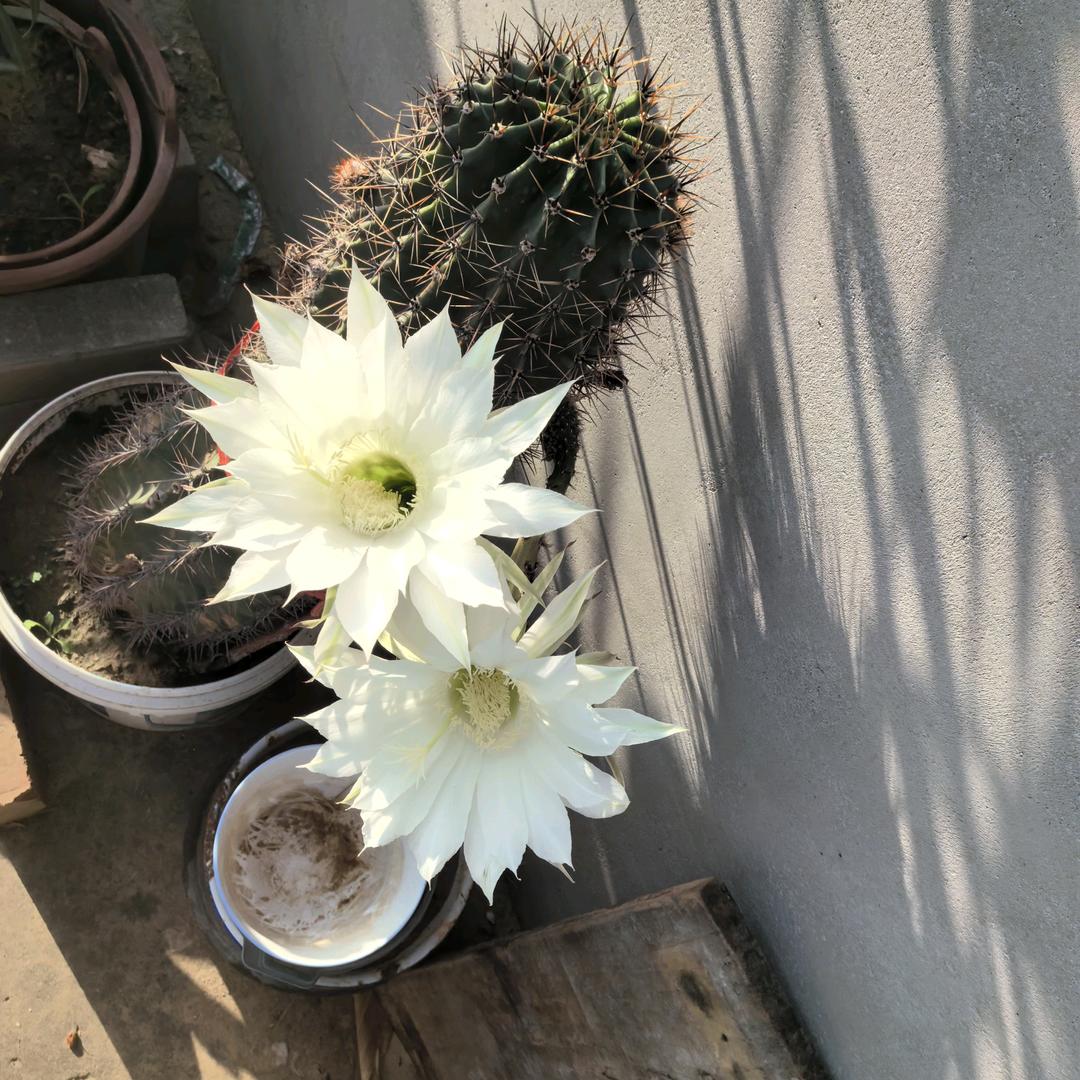 皓月禅心🎋