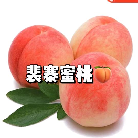 东平裴寨蜜桃采摘园