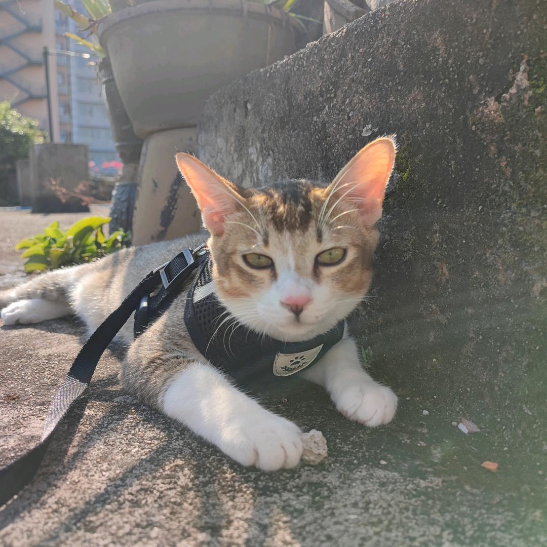 王多鱼和王多亿